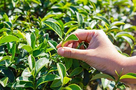 Tea-Sourcing - Ceylon Tea Plantations
